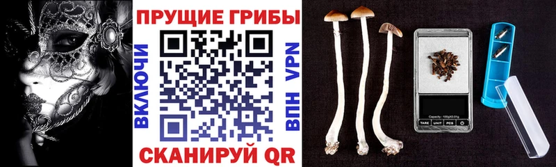 Псилоцибиновые грибы ЛСД  Владивосток 